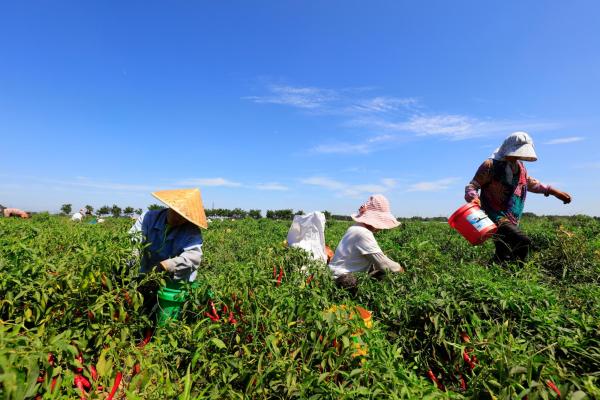 Several farm workers wearing wide-brimmed hats and sun-protective clothing harvest red chili peppers in a lush green field, carrying colorful buckets beneath a clear blue sky.