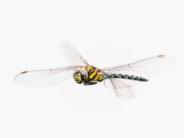 A dragonfly in mid-flight