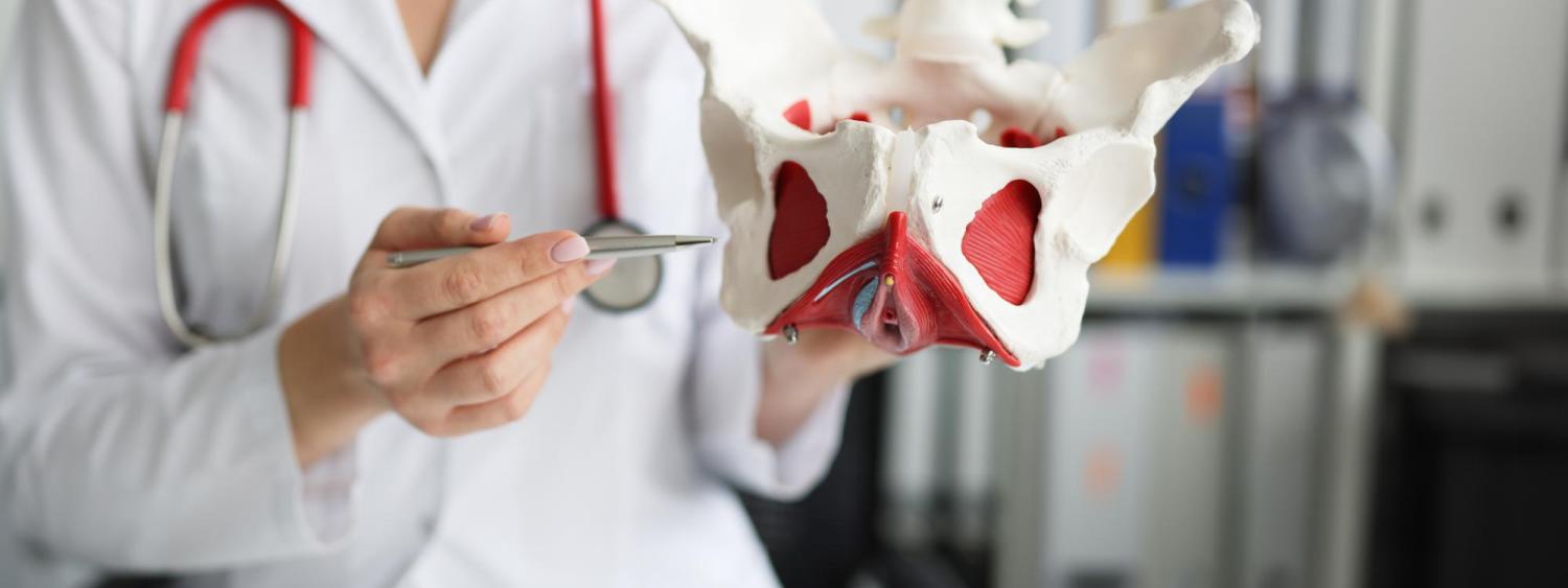 Gynecologist doctor holds model of bones of pelvic floor.