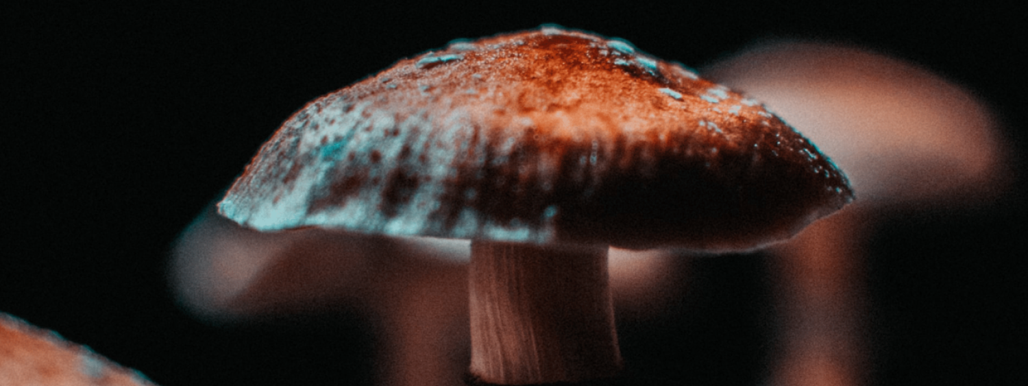 A photo of a mushroom
