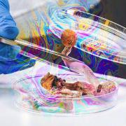 hands hold a mushroom in a research lab