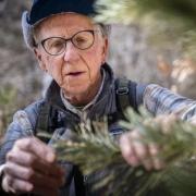 Sam Hitt, president of Santa Fe Forest Coalition, inspects the health of a young white pine tree Wednesday in Santa Fe National Forest’s Black Canyon. Hitt, who is the founder of WildEarth Guardians, has been advocating for protections for the species from dangers such as the white pine blister rust. Photo via Nathan Burton / santafenewmexican.com