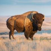a bison standing in a field