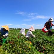 Several farm workers wearing wide-brimmed hats and sun-protective clothing harvest red chili peppers in a lush green field, carrying colorful buckets beneath a clear blue sky.