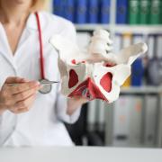 Gynecologist doctor holds model of bones of pelvic floor.