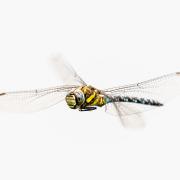 A dragonfly in mid-flight