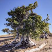 white bark pine tree