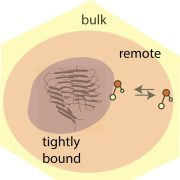 Picture of the project that works to show that role of water molecules in the toxic plaques, focusing on hydration shells around both native and chemically modified amyloid-beta species.
