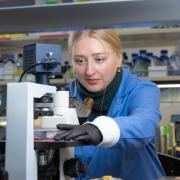 Katie Schultz looking through a microscope