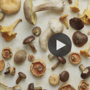 Mushrooms lay on a table