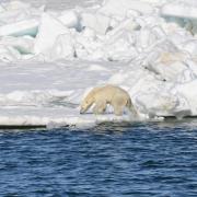Polar bear exploring near water