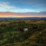 Picture of lovely green Irish meadows, with a white wooly sheep standing amid fields of green
