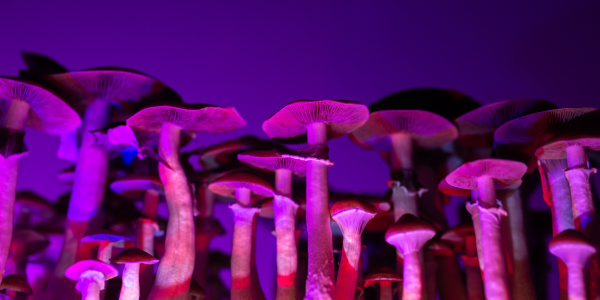 Mushrooms standing against a purble hue.