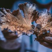 medical gloved hand holds psychedelics
