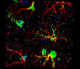 Fluorescent labeling of glial cells