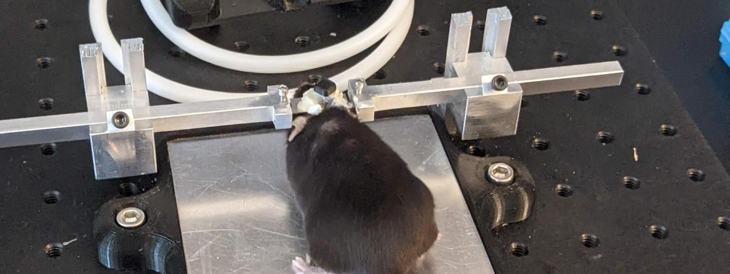 mouse with a head microscope for live imaging