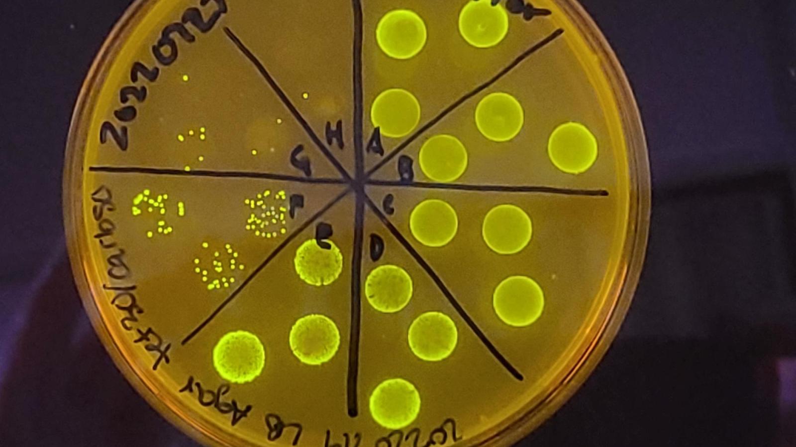 Petri diish quantifying cells producing a green fluorescent protein