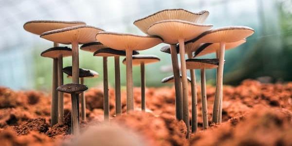 Mushrooms