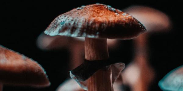Mushroom