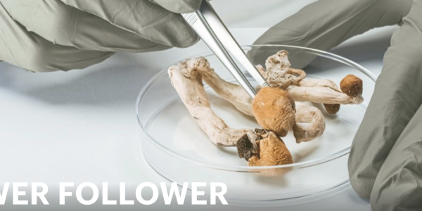 Mushrooms in a Petri dish