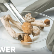 Mushrooms in a Petri dish