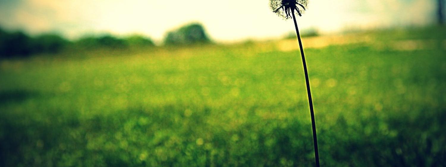 Dandelion Pic