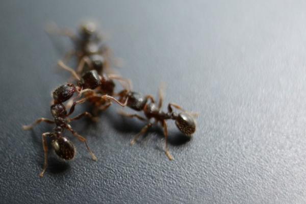 Photo of Pavement Ant