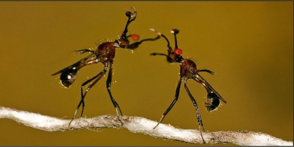 Photo of stalk-eyed flies fighting