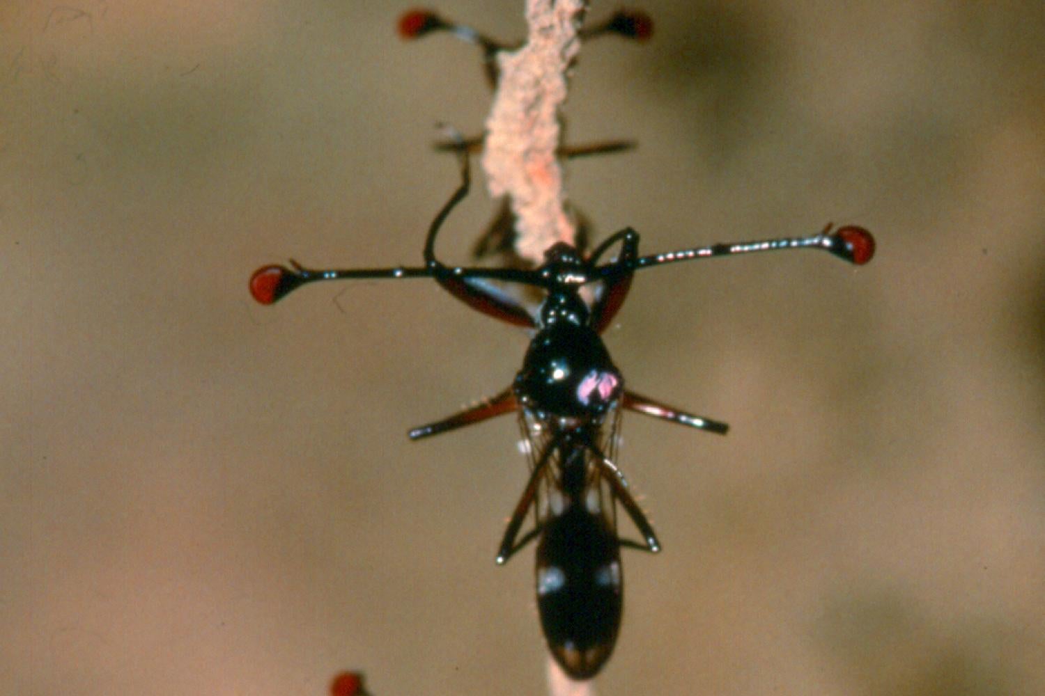 Stalk-eyed flies on root hair