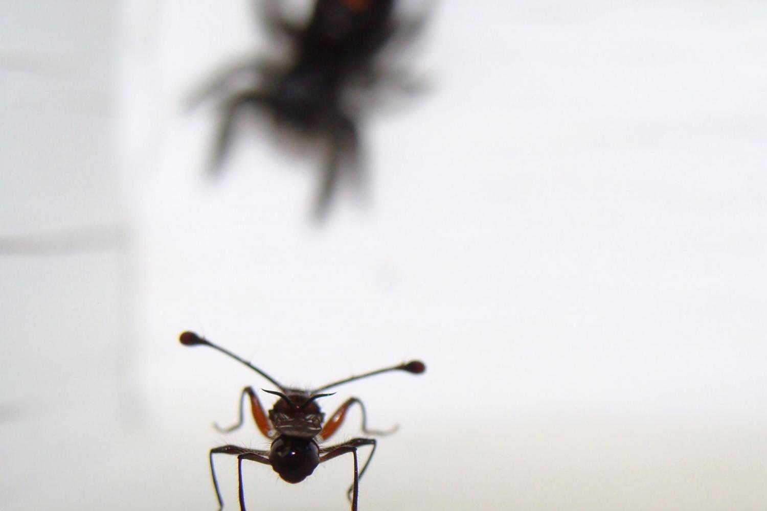 Photo of stalk-eyed fly
