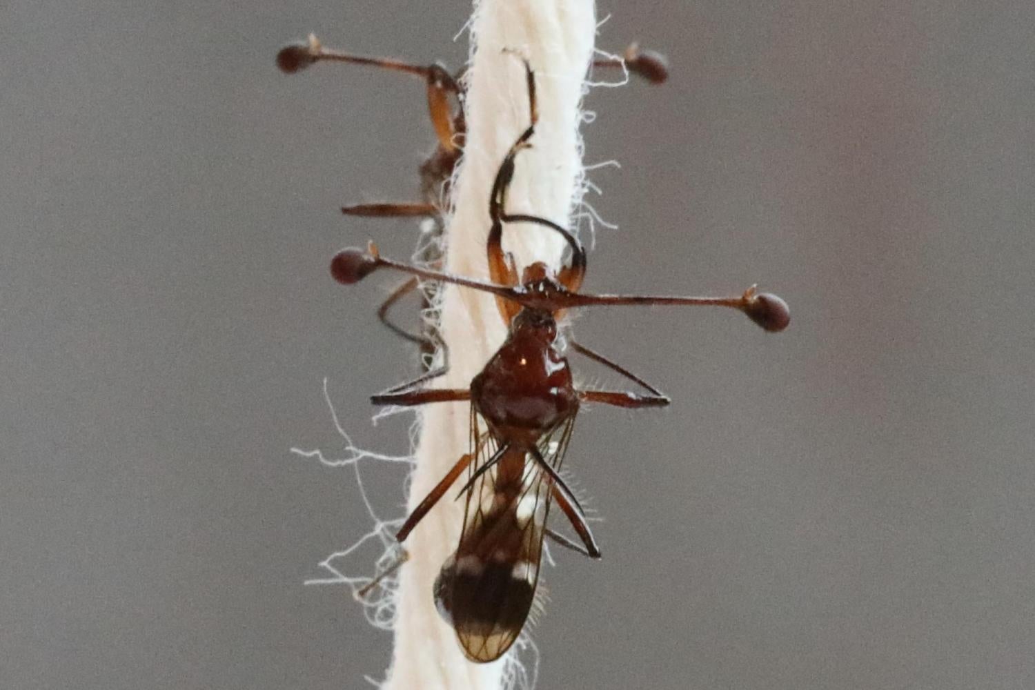 Stalk-eyed fly grooming