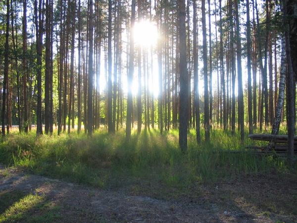 Sun peeking through tall trees