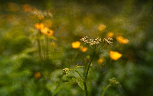 yellow flowers and green leaves