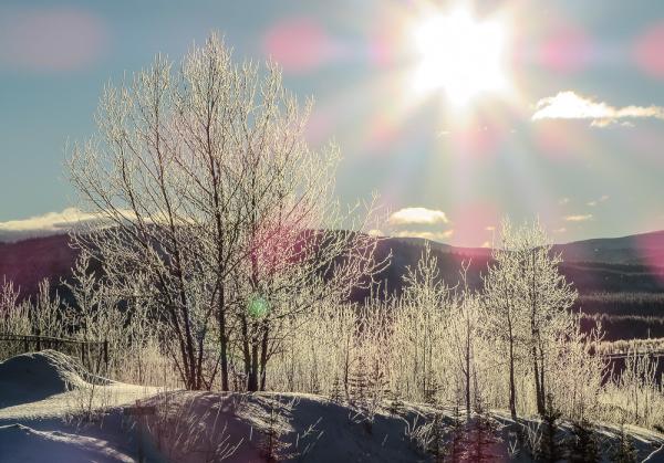 winter sun shining over mountains with snowy trees in foreground