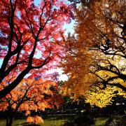 colorful fall leaves