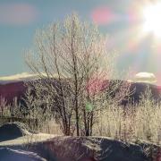 winter sun shining over mountains with snowy trees in foreground